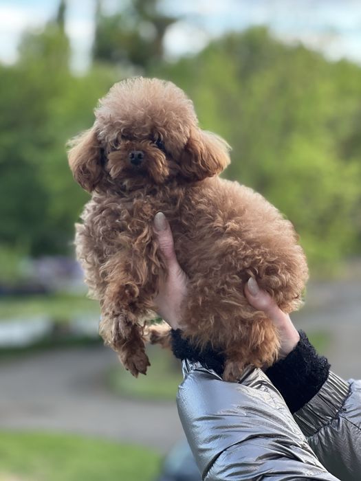 ТойПудель-тікап-шукає наречену