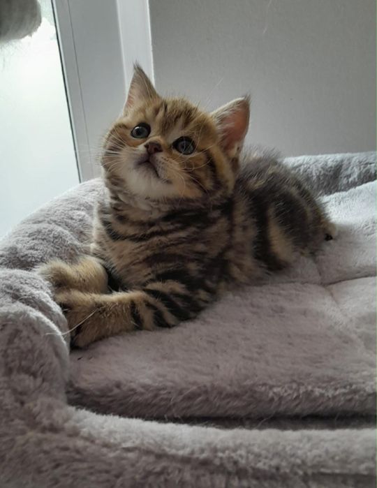 Dziewczynka marmurowa N22