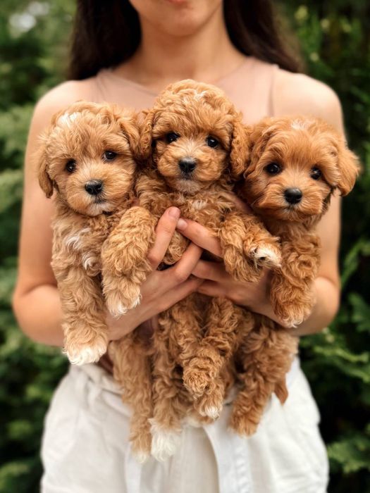 Дівчатка та хлопчики міні мальтіпу ф1