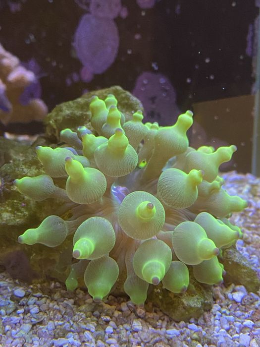 Ukwaiał Cribrinopsis crassa green fluo akwarium morskie