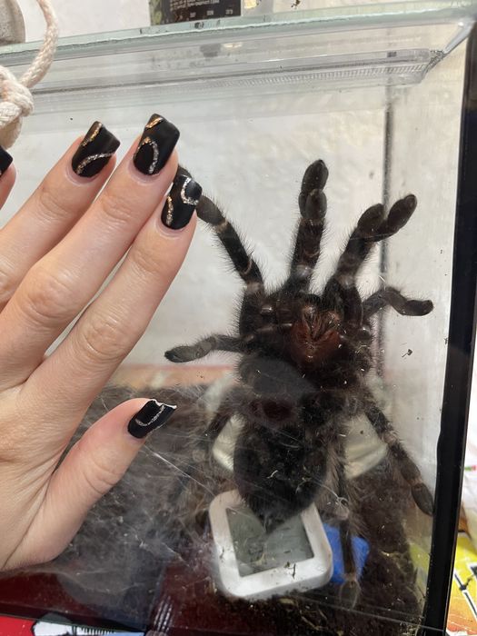 Терариум, и пренадлижащее