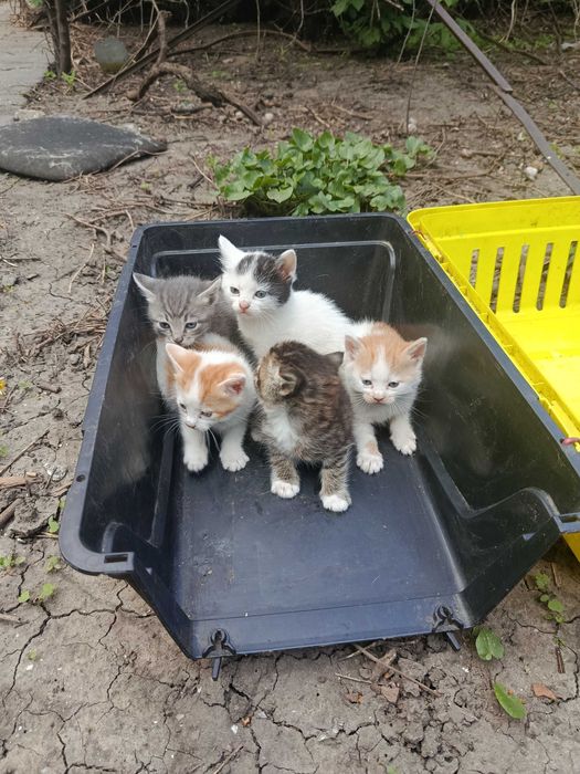 Котята в хорошие руки