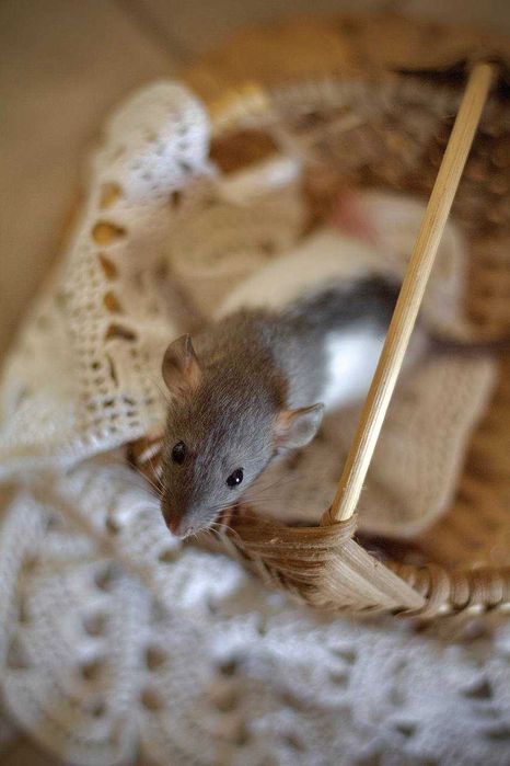 Szczurki dumbo (2) oddam  za darmo