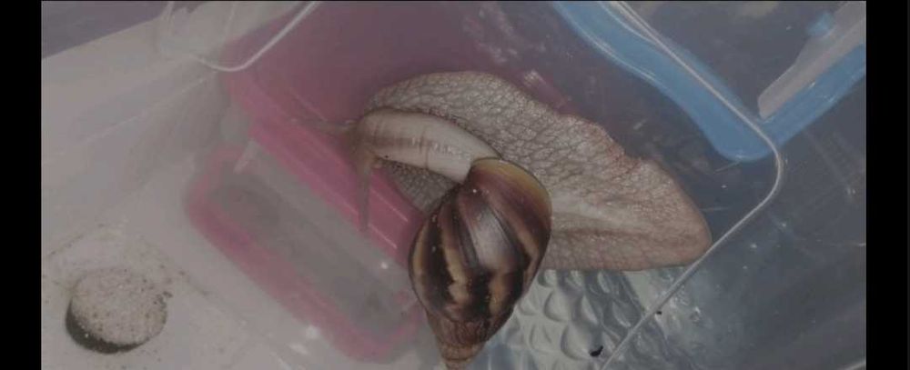 Равлики Ахатини