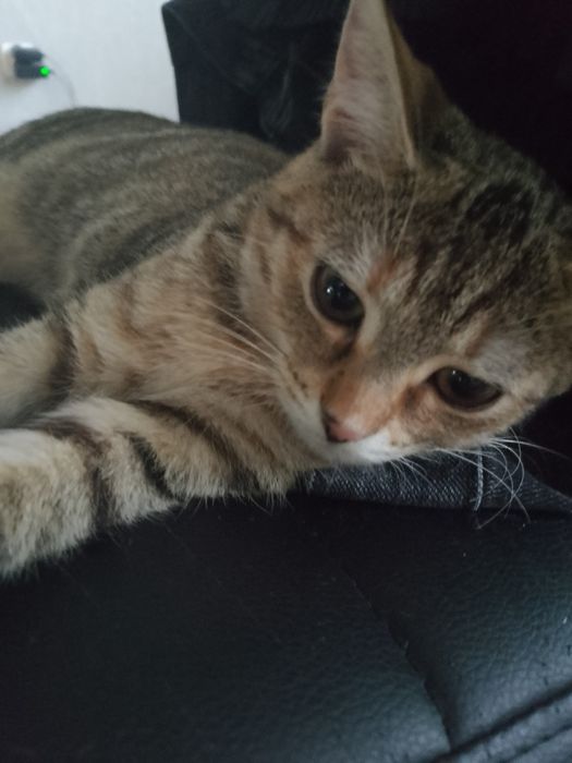 Młoda kotka do adopcji