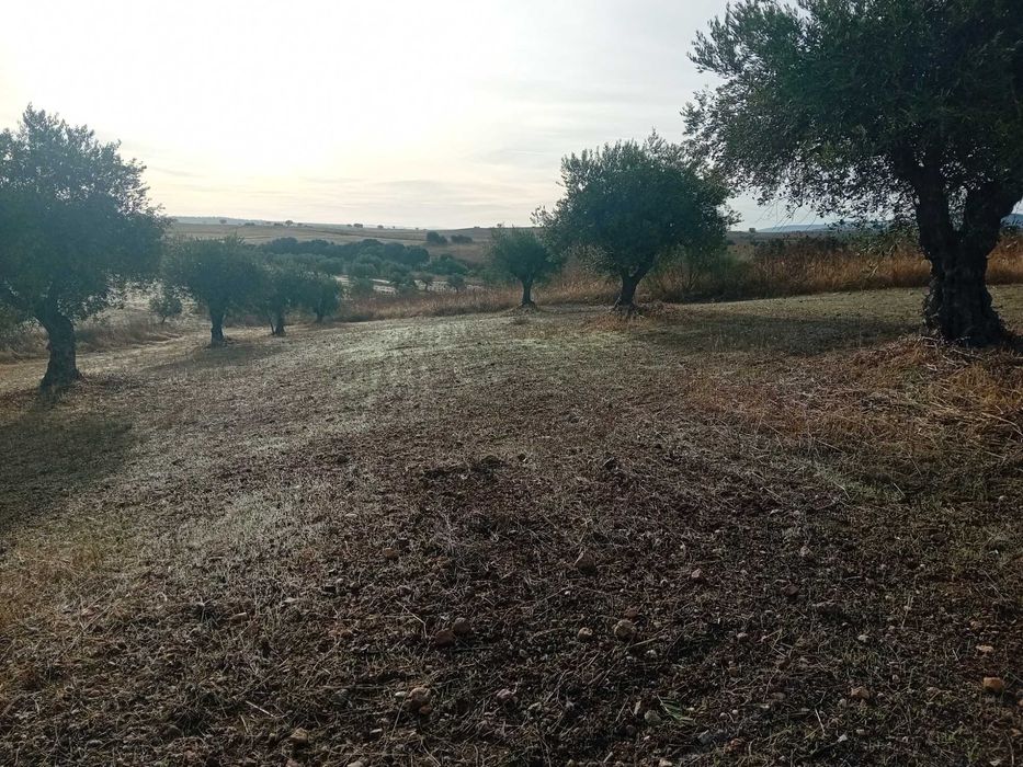 Vendem-se Olivais - Santo Amador