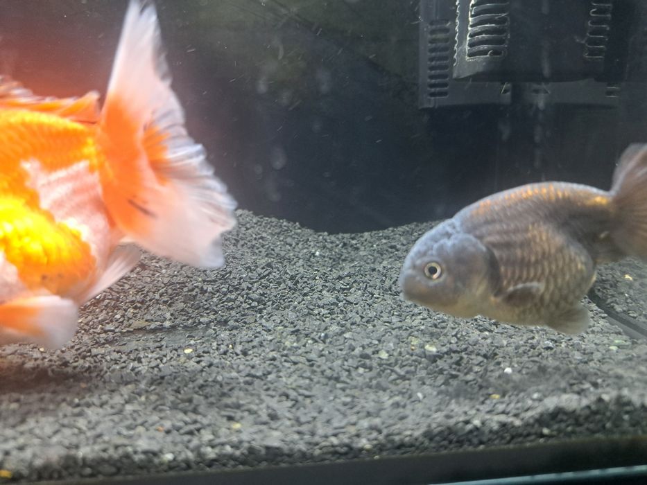 Welon oranda red white
