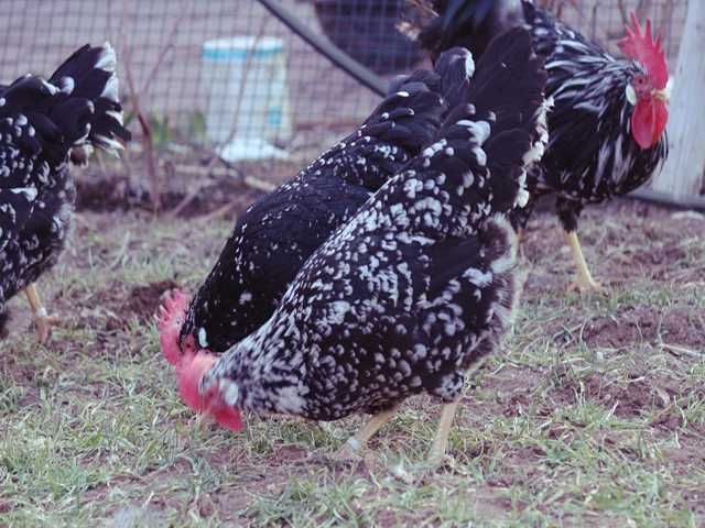 Інкубаційне яйце.(Курчата) Леггорн – синя, куріпчаста, мармурова.
