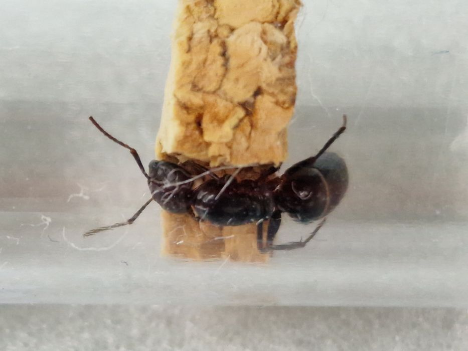 Camponotus fallax rojkowa 22.05