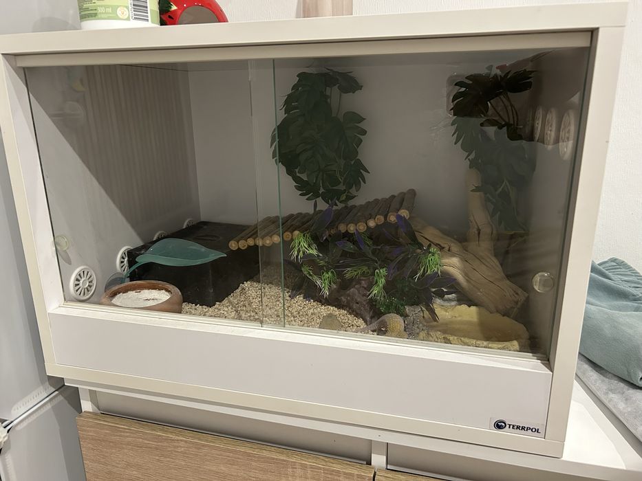 Gekon z terarium