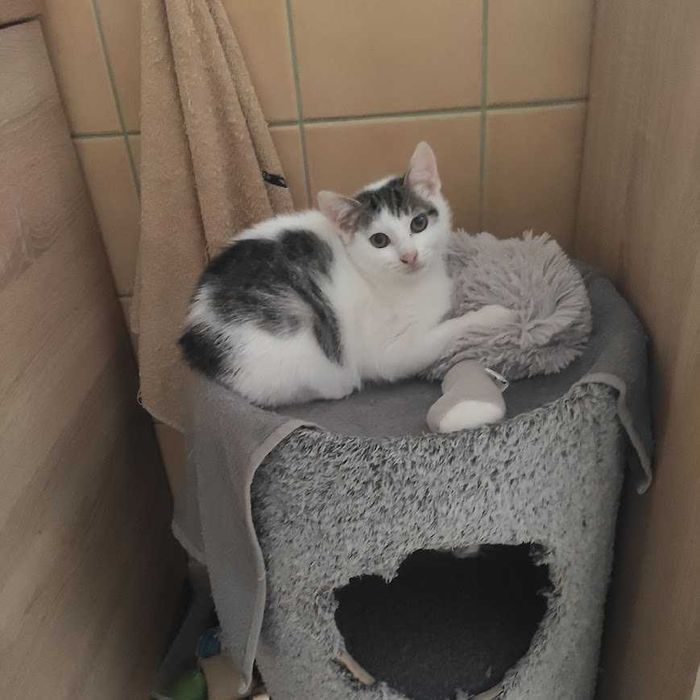 Gabonek- kot z tysiącem pomysłów szuka domu