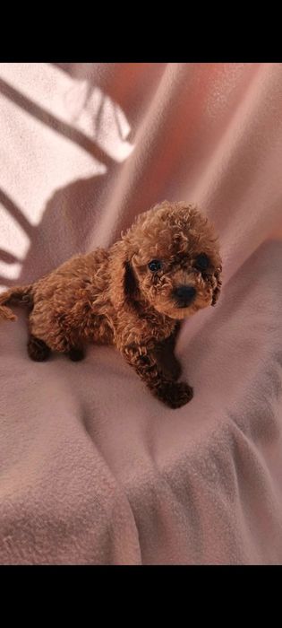Той пудель  мини девочка ксу