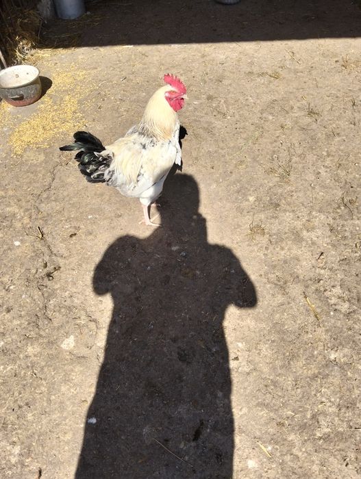 Kogut z wolnego wybiegu