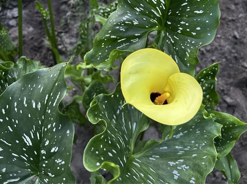 Жовта кала                       Цибулини-бульби       (клубні)  кали