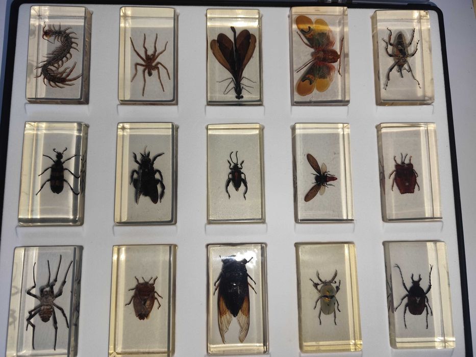 Coleção de Bichos em blocos de resina