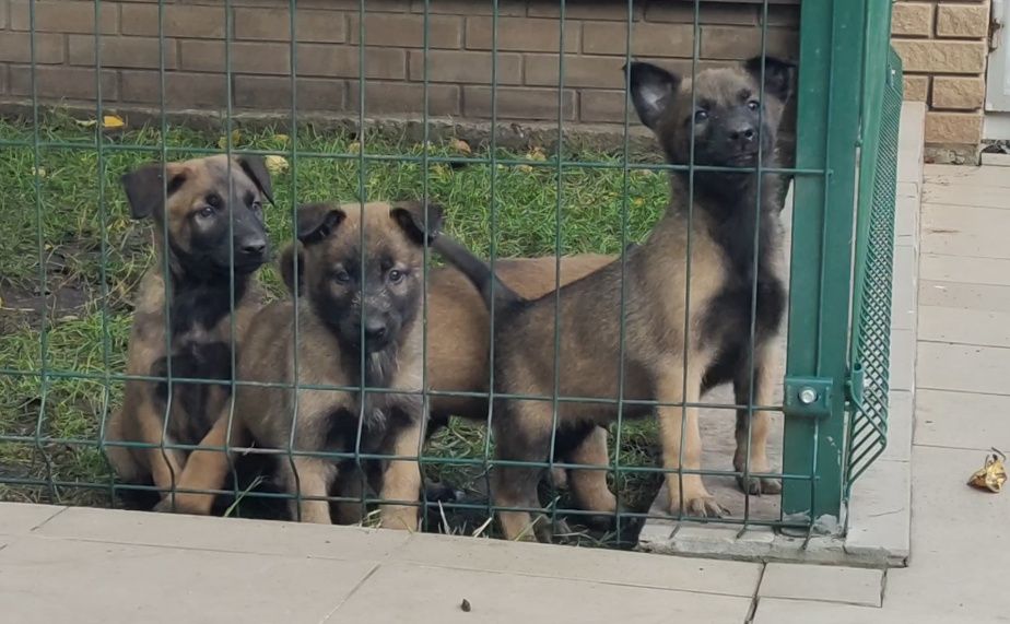 Для работы и охраны. Малинуа.