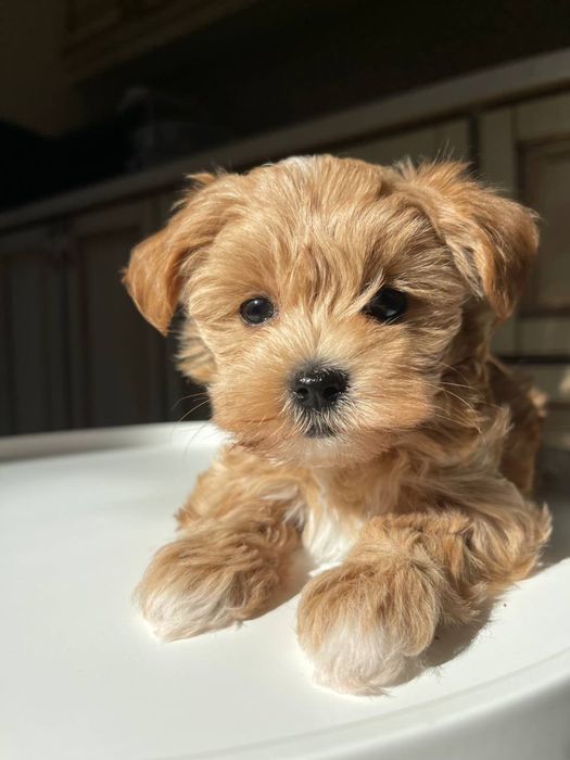 Мальтіпу хлопці