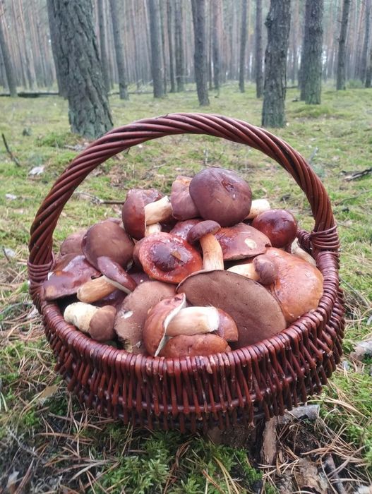 Domek letniskowy nr2