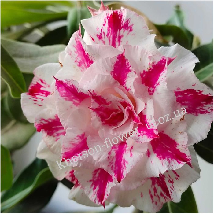 Адениум махровый привитый