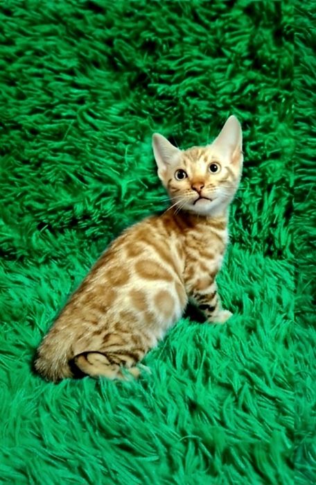 Бенгальский котёнок