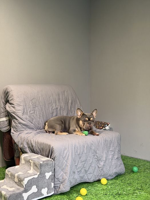 Перетримка | Готель та садок для собак HilDog | Київ