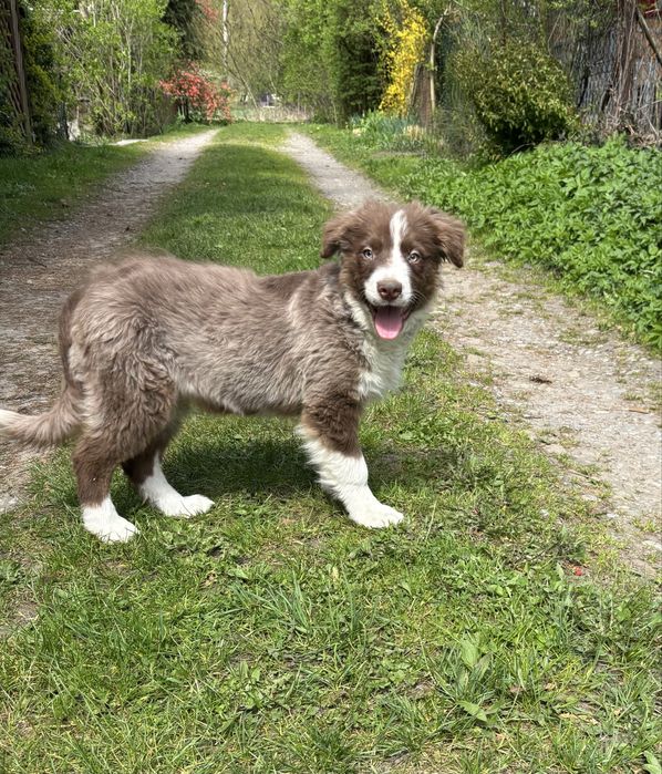 Border collie-piesek