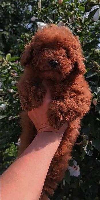 Той пудель. Яскраві хлопчики ред браун