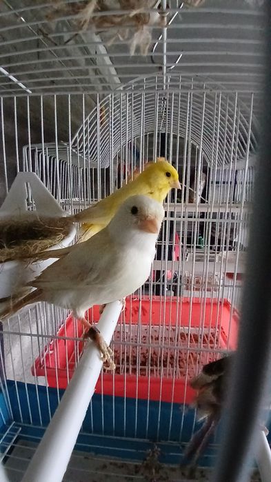 Canaria Branca  2025