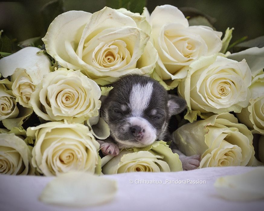 Чихуахуа. Доставка.