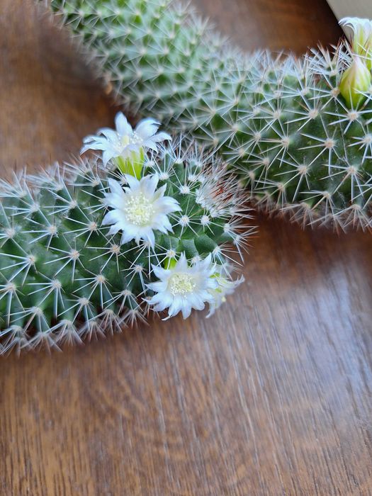 Кактус, кактуси, вазони