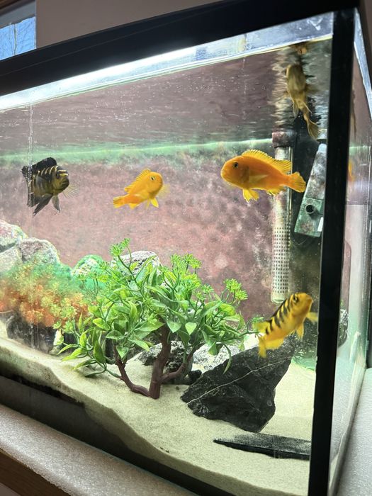 Sprzedam dorosłe pyszczaki