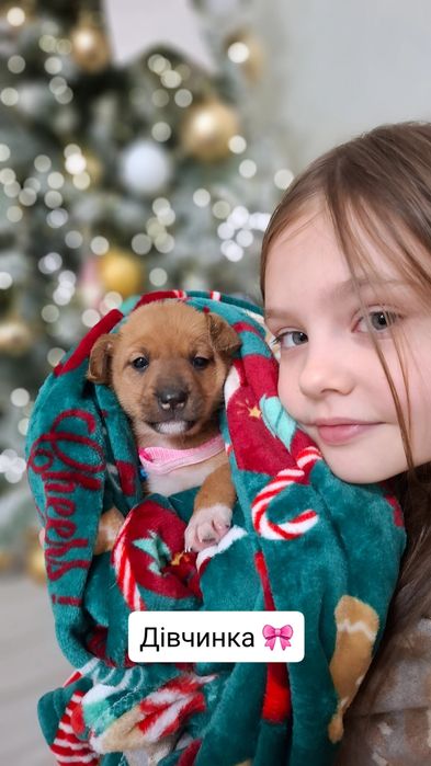 Манюні у пошуках люблячої родини. Вік 1,5 міс. Оброблені від паразитів