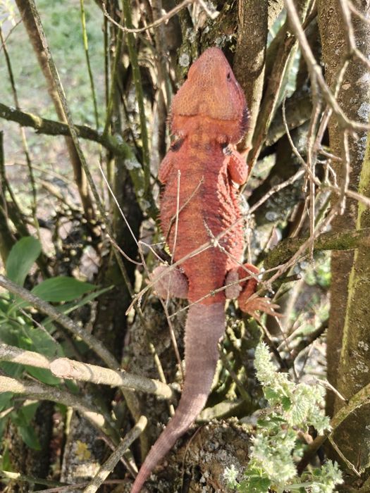 Agama brodata-samiec