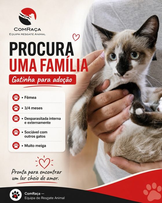Gatinha bebé para adoção