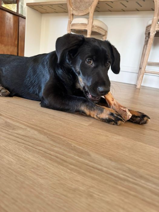 Enzo - 5 miesiecy do adopcji