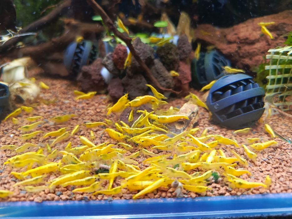 Stado krewetki yellow