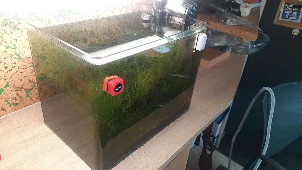 Akwarium krewetkarium sakura red i red cherry i rasowy glon około 200