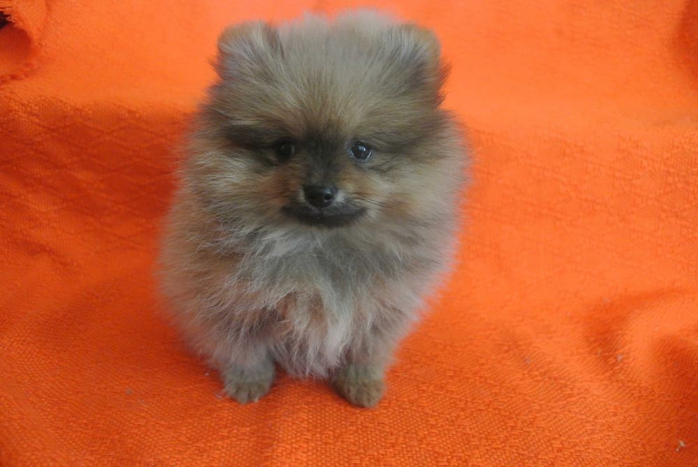 Szpic miniaturowy pomeranian