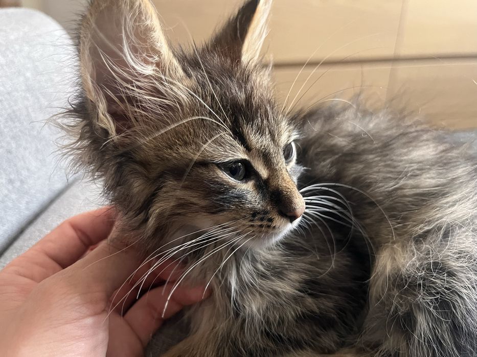 Дуже миле котеня хлопчик