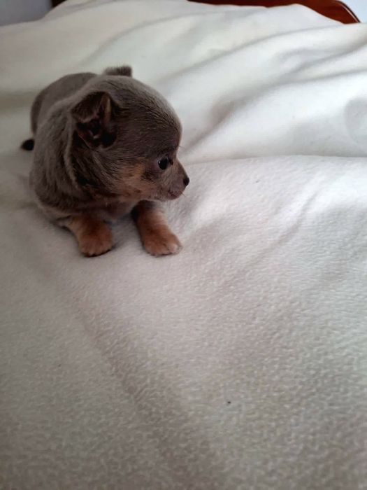 Chihuahua pêlo curto