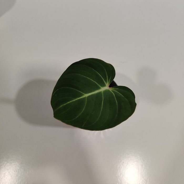 Philodendron gloriosum