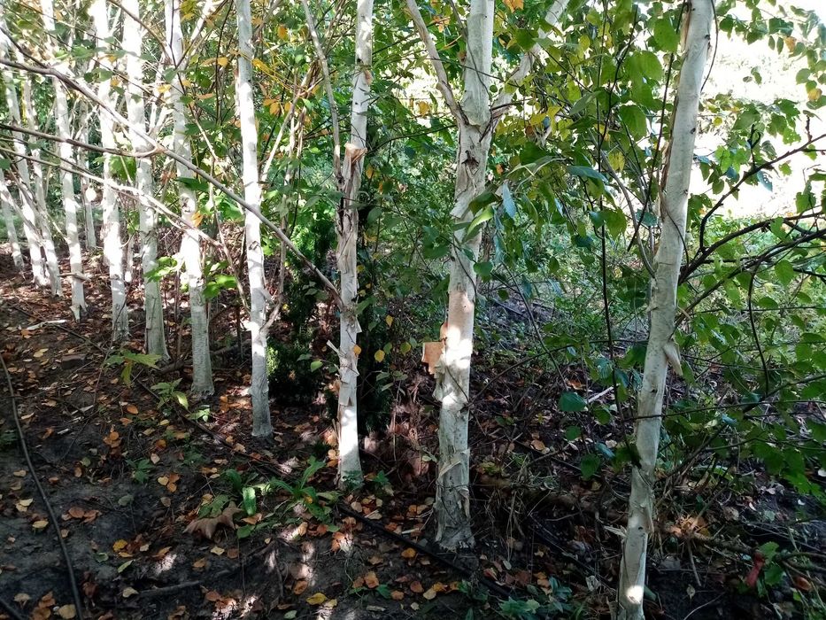 Brzoza pożyteczna Doorenbos – szczepiona, wys. 5 m, pień 20–25 cm