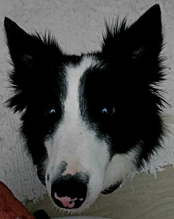 (ADOÇÃO ESPECIAL - Ler Tudo) Border Collie (3F)