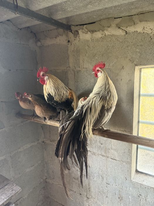 Nagazakis, Fenéx, jovens e adultos prontos a criar