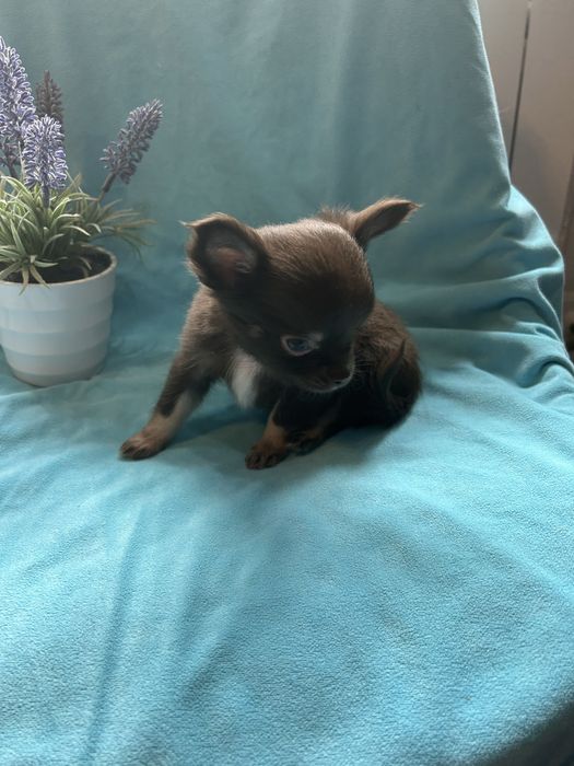 Chihuahua długowłosy czekoladowy piesek