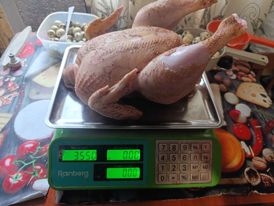 Добові курчата БРОЙЛЕРА