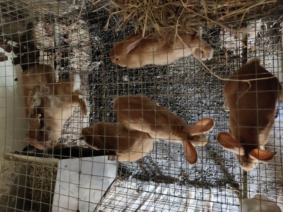 Кролі кролики бургунці