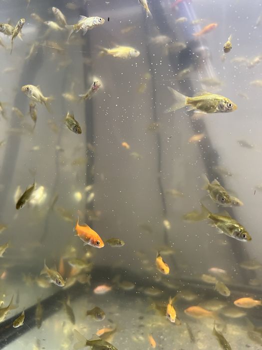Peixes kinguios de lago