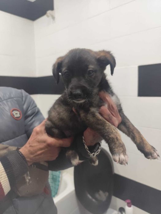 Cadelinha de 2 meses para adoção