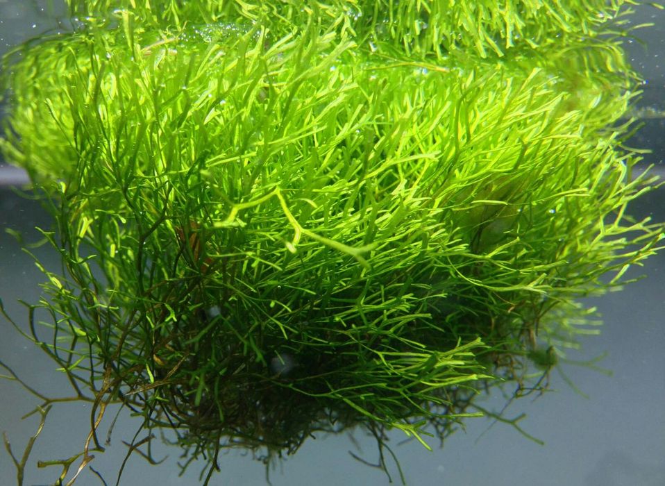 Риччия аквариумное растение